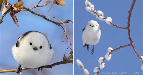 奥神鍋スキー場 天気 と 雪の妖精の秘密会議