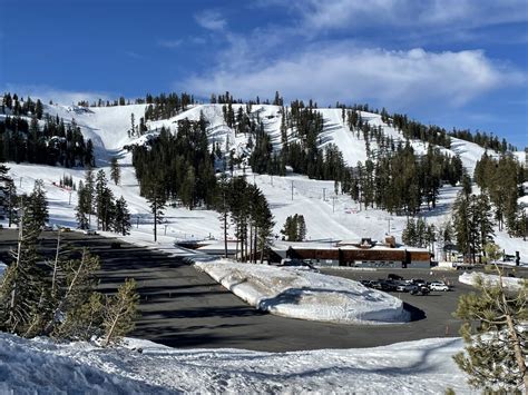 蒜山ベアバレースキー場: 雪の上で哲学する熊たち